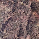 Rong biển Metco A1
